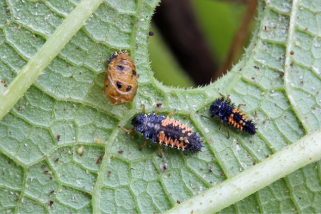 What Does a Ladybird Larva Eat featured