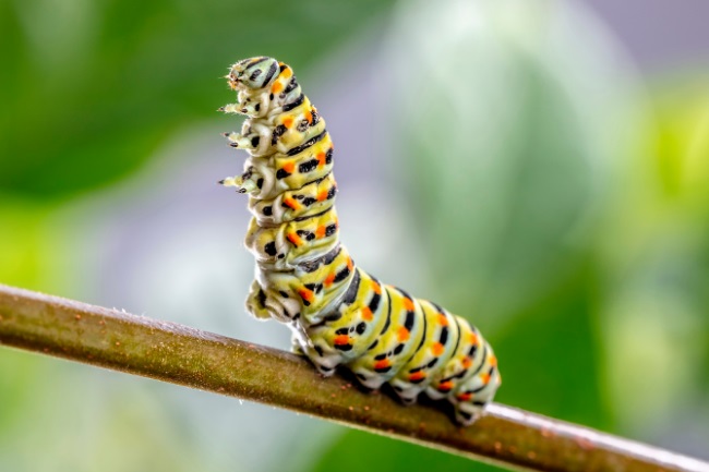 What do Caterpillars Eat featured