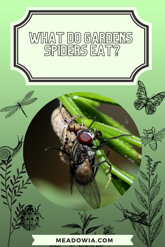 What do Gardens Spiders Eat pin by meadowia