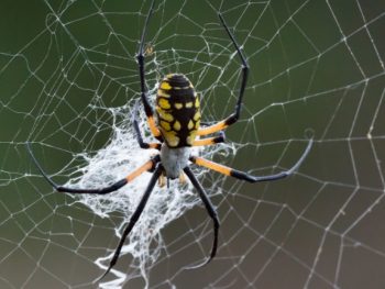 Where Do Garden Spiders Go In the Winter featured