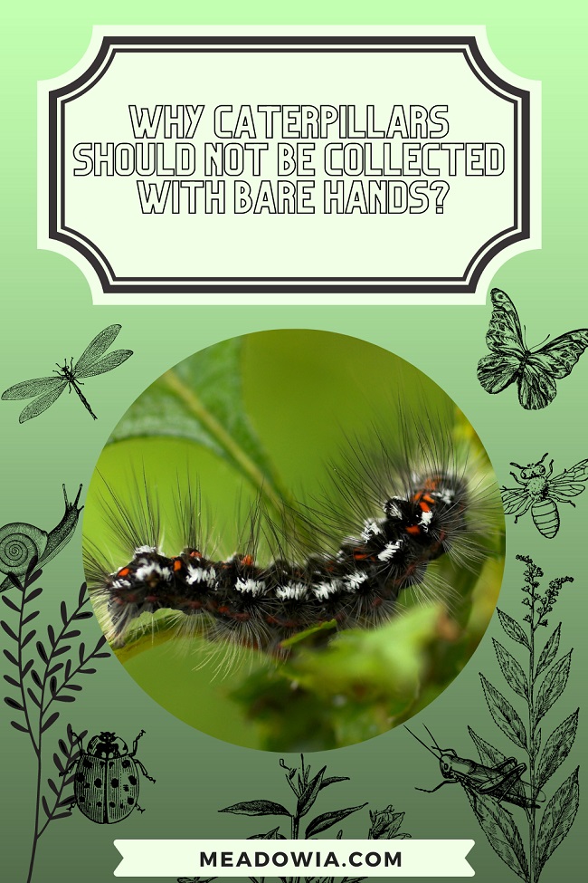 Why Caterpillars Should Not Be Collected With Bare Hands pin by meadowia