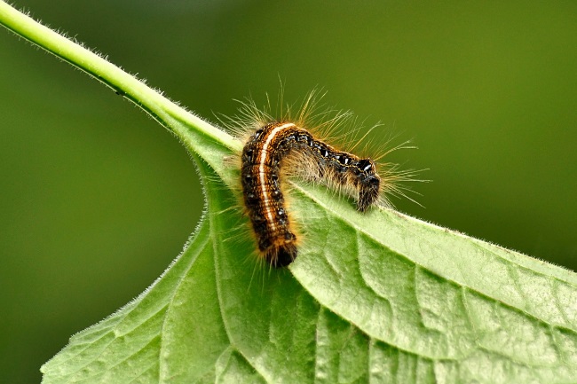 caterpillar hair