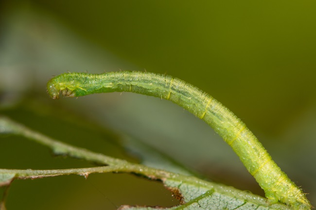 eupithecia orichloris