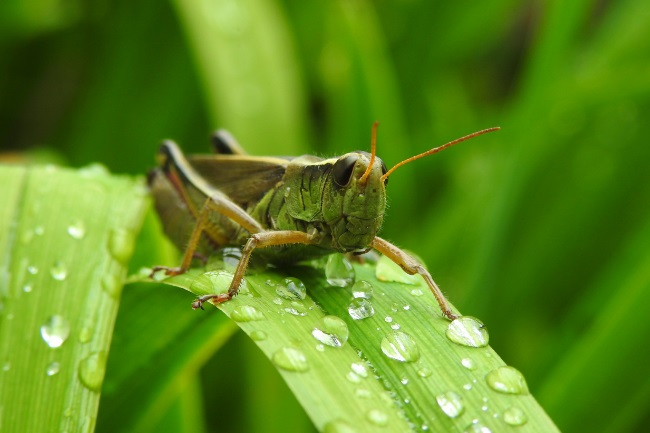 grasshopper water