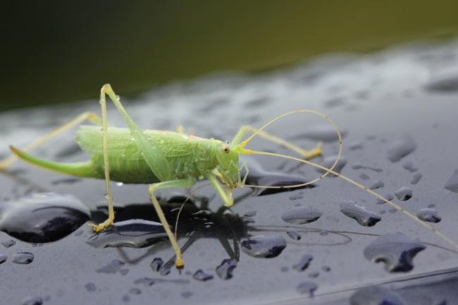 grasshoppers water