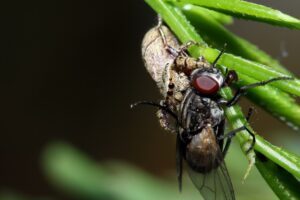 spiders