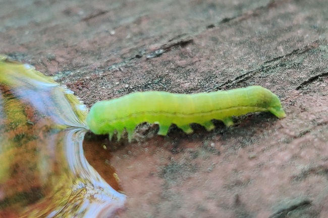 thirsty caterpillar
