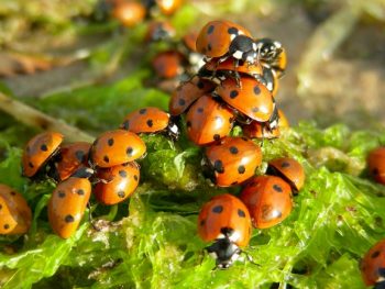 6 Reasons Why are Ladybugs Important for Wildlife & Nature featured