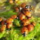 6 Reasons Why are Ladybugs Important for Wildlife & Nature featured