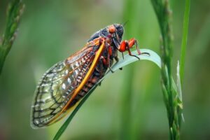 An Extensive Guide to Cicada's Lifecycle featured