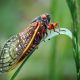 An Extensive Guide to Cicada's Lifecycle featured