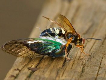 Do Cicada Killers Sting Does it Hurt or is it Dangerous featured