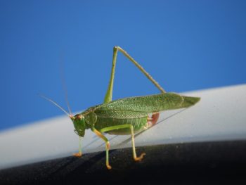 Do Grasshopper Legs Grow Back featured