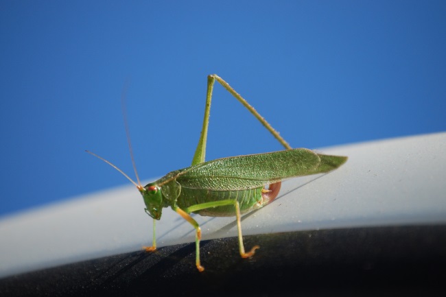 Do Grasshopper Legs Grow Back featured