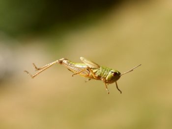 How Far and High can Grasshoppers Jump featured