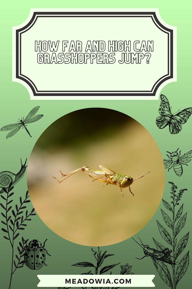 How Far And High Can Grasshoppers Jump Who Jumps Best