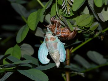 How & What do Cicadas Eat featured
