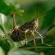 How do Grasshoppers Become Locusts featured
