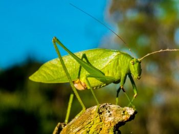 How do Grasshoppers Make Sound featured