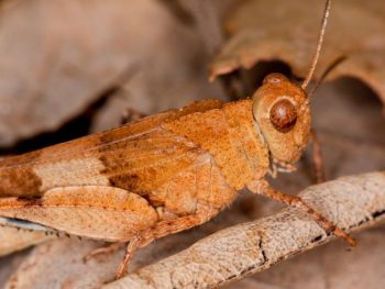 How do Grasshoppers Protect Themselves featured