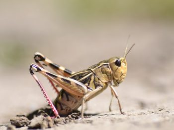 How do Grasshoppers Reproduce featured
