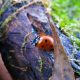 How do Ladybirds Protect Themselves featured