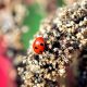 How to Attract Ladybugs to Your Garden featured