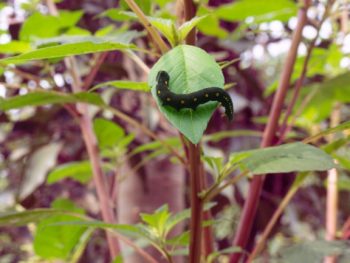 How to Make a Caterpillar Habitat featured