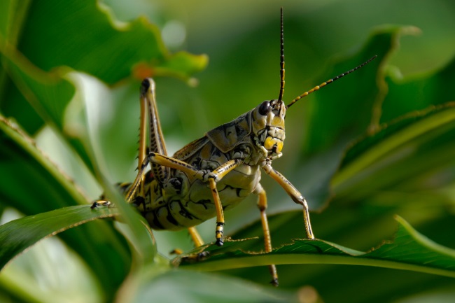 Locust meaning