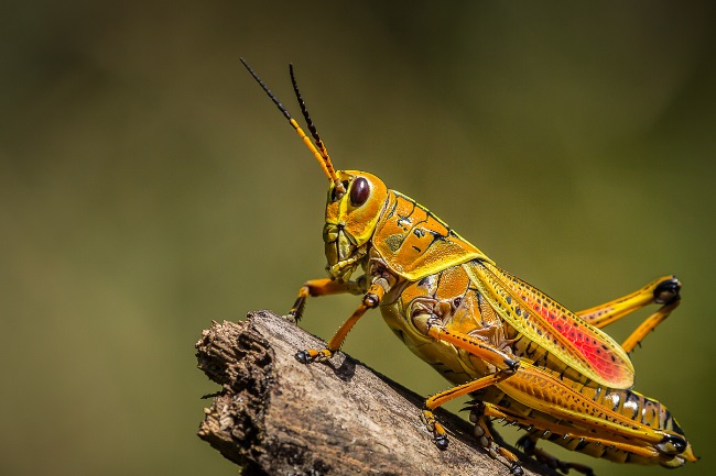 Plains lubber grasshopper