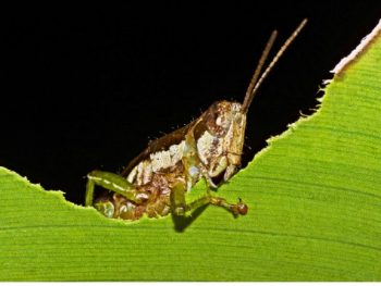 What do Grasshoppers Eat and Drink featured
