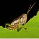 What do Grasshoppers Eat and Drink featured