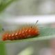 Why are Young Caterpillars Left to Look after Themselves featured