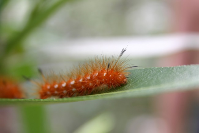 Why are Young Caterpillars Left to Look after Themselves featured
