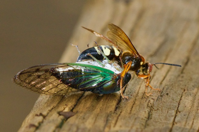 cicada killer killing