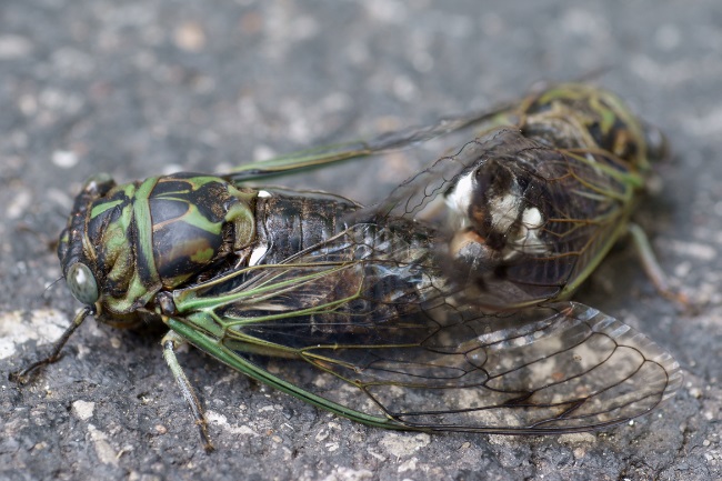 cicadas mate