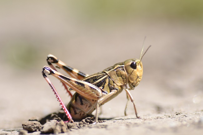 grasshopper eggs hatch