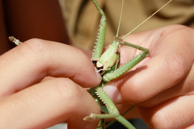grasshoppers bite