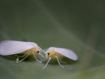 Are Whiteflies Harmful to Humans featured