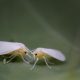 Are Whiteflies Harmful to Humans featured