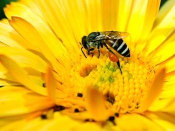 Do Bees Eat Pollen What & How Often do They Actually Eat featured