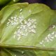 How to Deal with Whiteflies on Plants featured