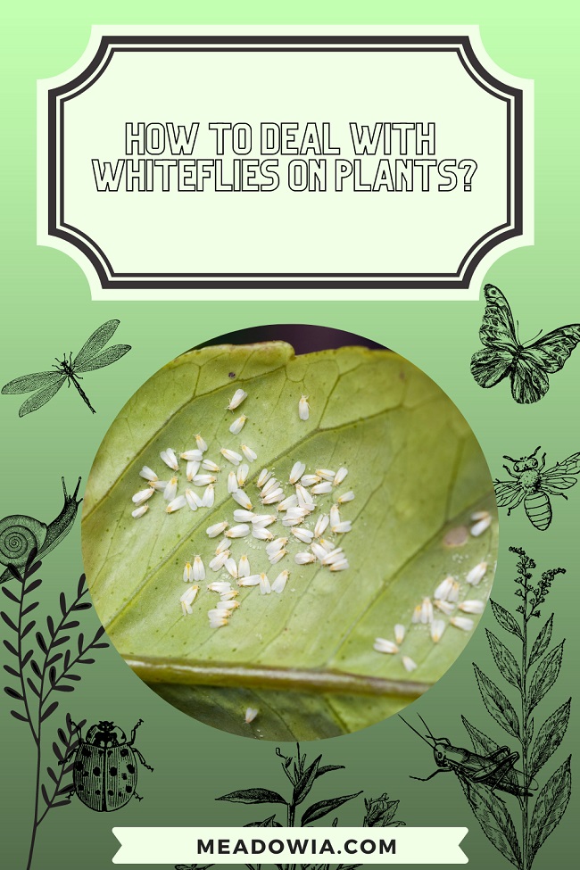 How to Deal with Whiteflies on Plants pin by meadowia