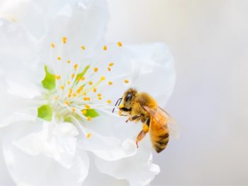 Why are Bees Important to Plants featured