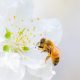Why are Bees Important to Plants featured