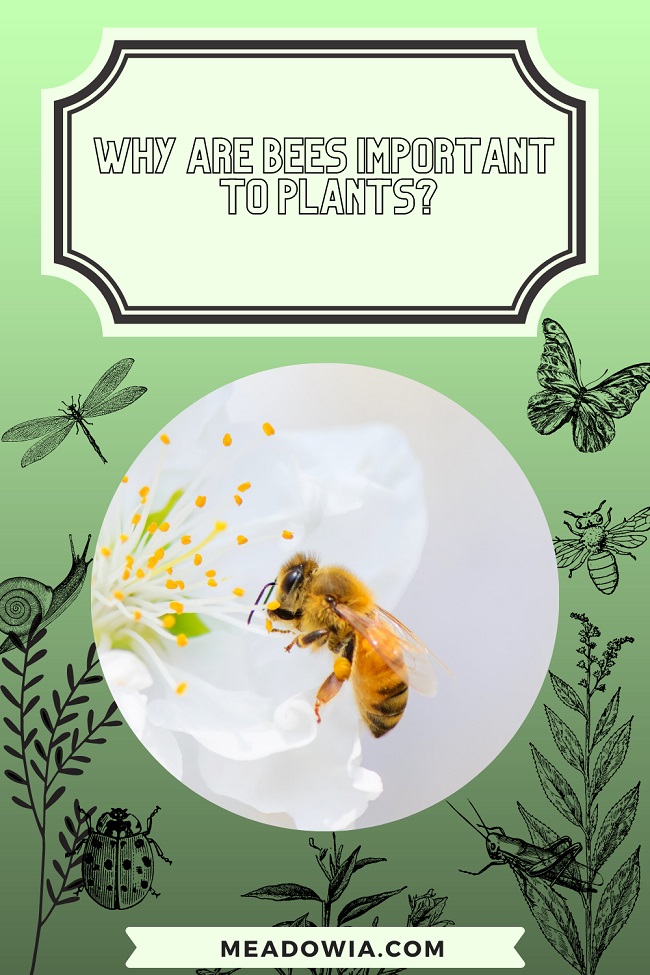 Why are Bees Important to Plants pin by meadowia