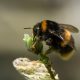 Can a Bumblebee Sting You Is it Painful featured