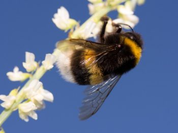 Do Bumblebees make Honey featured
