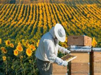 Is Beekeeping Cruel Does it Harm Bees featured