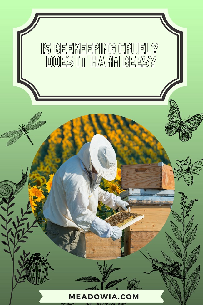Is Beekeeping Cruel Does it Harm Bees pin by meadowia